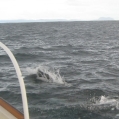 dall porpoise